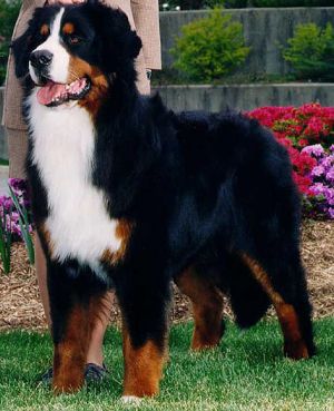 Ledgewoods HeartBreaker | Bernese Mountain Dog 