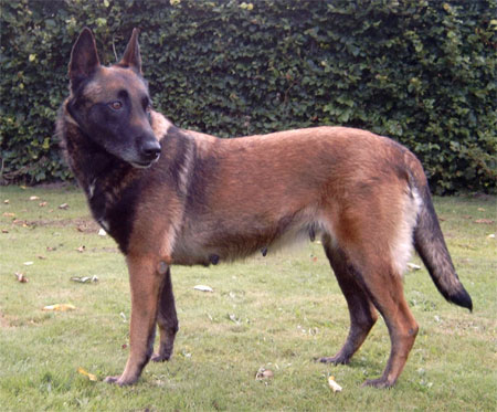 Peri-Jato's Kira | Belgian Malinois 