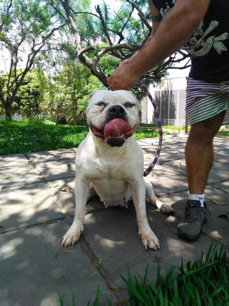 PANDORA BR MOUNTAIN BULLDOG | American Bulldog 