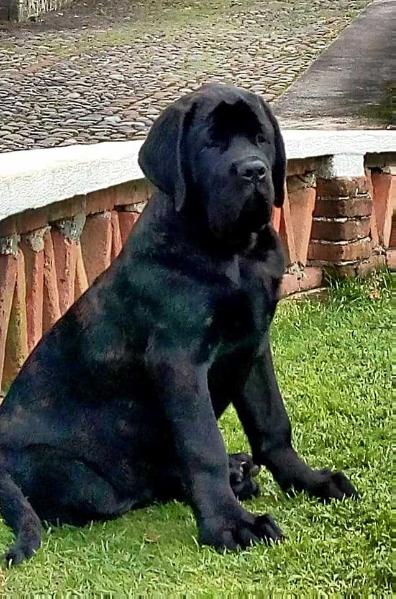 FOXY (SEGURA) | Mastiff 