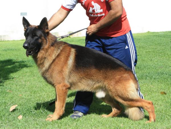 Iron von ForBraz | German Shepherd Dog 