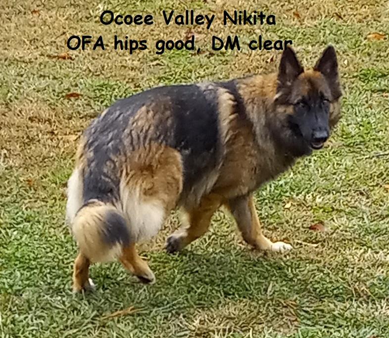 Ocoee Valley Nikita | German Shepherd Dog 