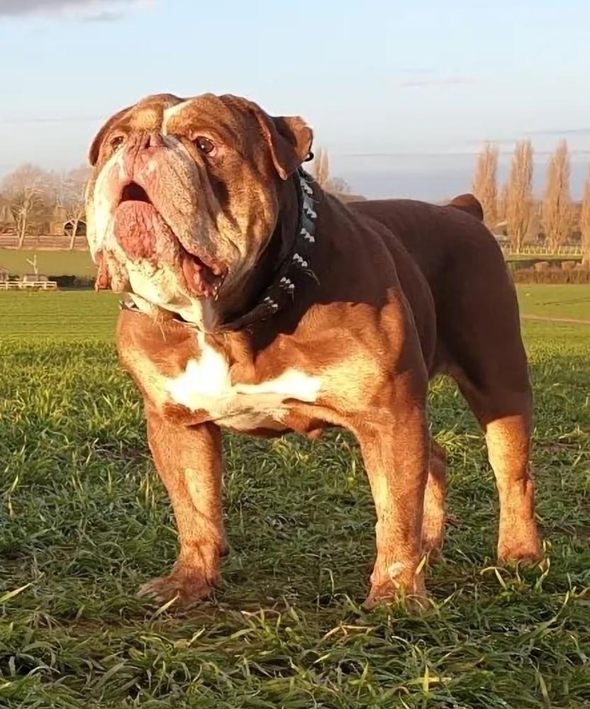 Khaos' Hardy @ Blue Skyline Bullys | Olde English Bulldogge 