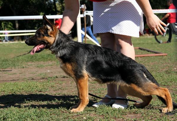 Nordenland Ejevika | German Shepherd Dog 