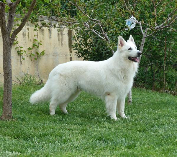 Apache Zuni White Mountain | White Swiss Shepherd Dog 