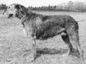 Sulhamstead Melba | Irish Wolfhound 