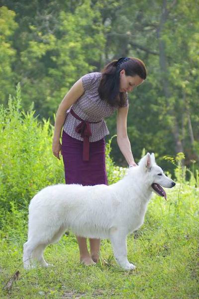 Ais Tamerlan of Angelotti | White Swiss Shepherd Dog 