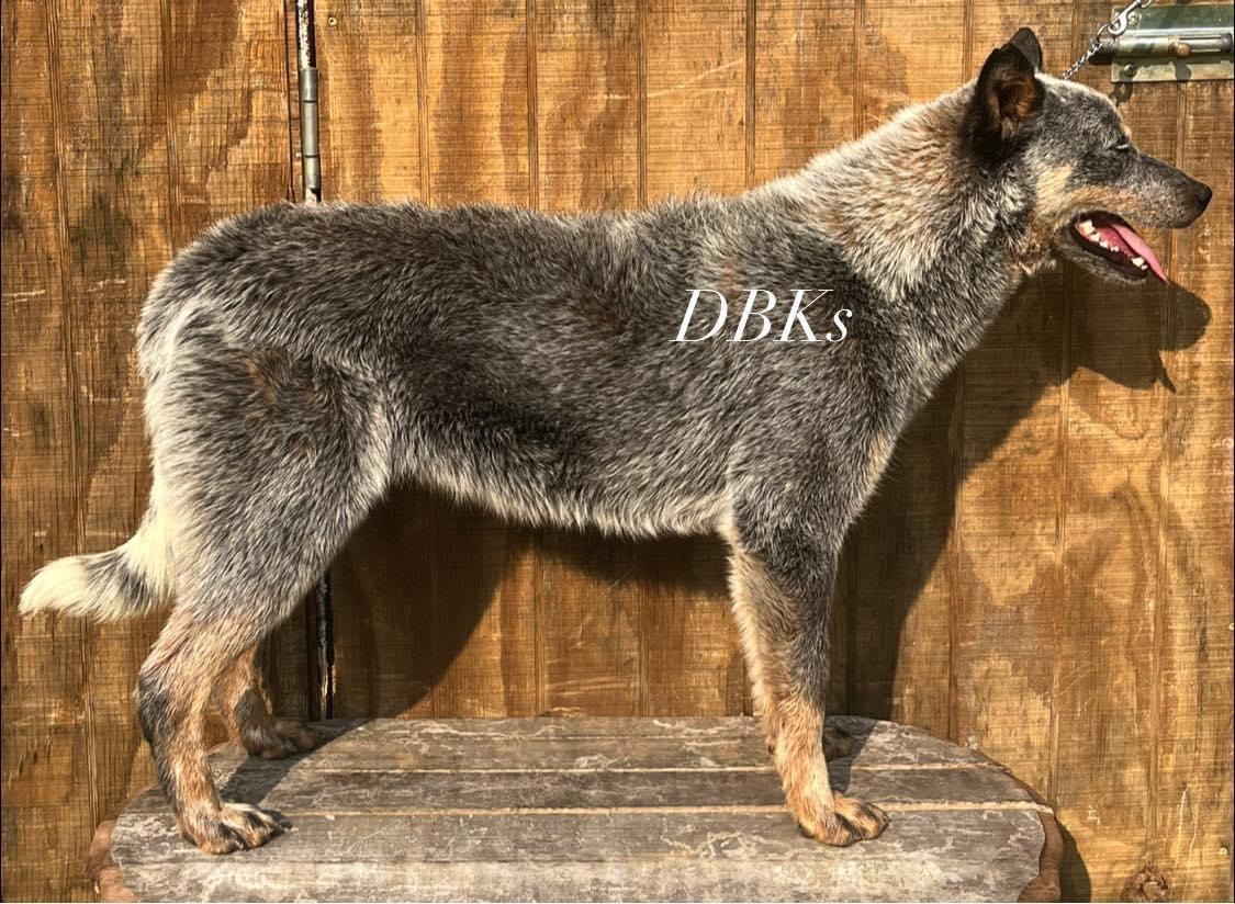 Twin Springs Smooth As Tennessee Whisky At DBK’s | Australian Cattle Dog 