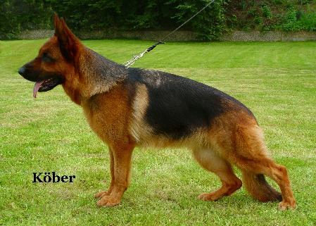 Anta Von Ben Harten | German Shepherd Dog 