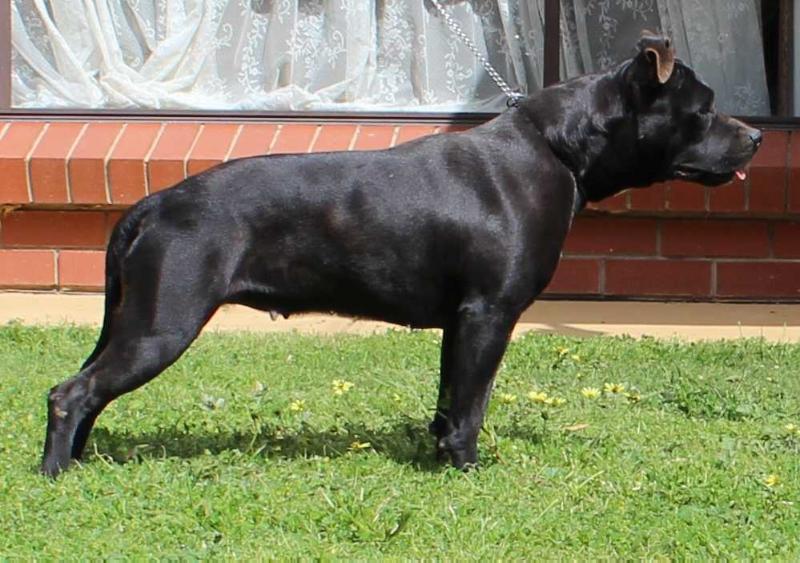 DDDawgs Orleans Opal | American Staffordshire Terrier 