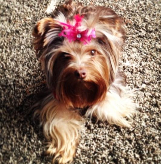 Kisses Argil | Yorkshire Terrier 