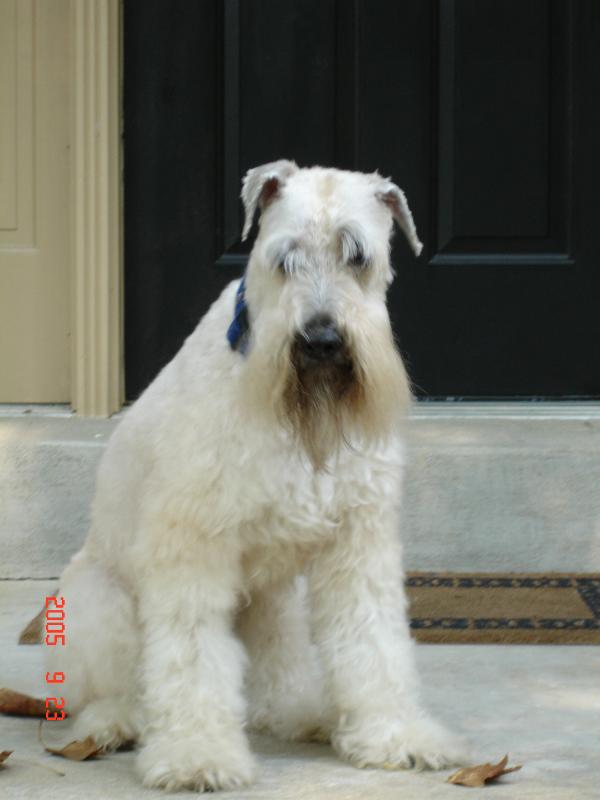 Baxter Klaus | Soft Coated Wheaten Terrier 