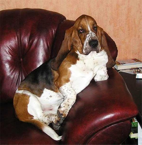 Ferdinand AMI-TOV | Basset Hound 