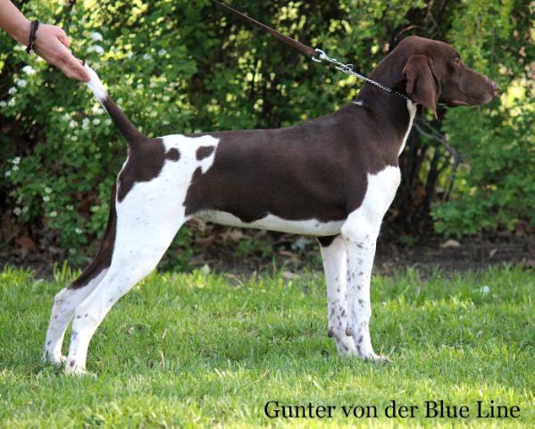 Gunter von der Blue Line | German Shorthaired Pointer 