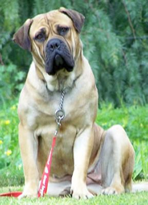 Maskhal Sofia | Cane Corso 