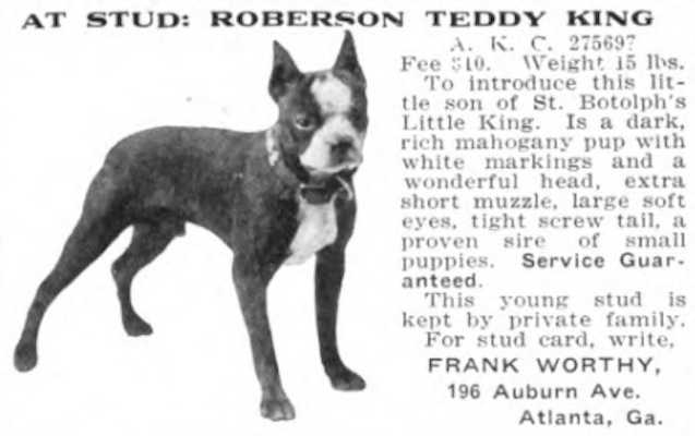 Roberson Teddy King 275697 | Boston Terrier 