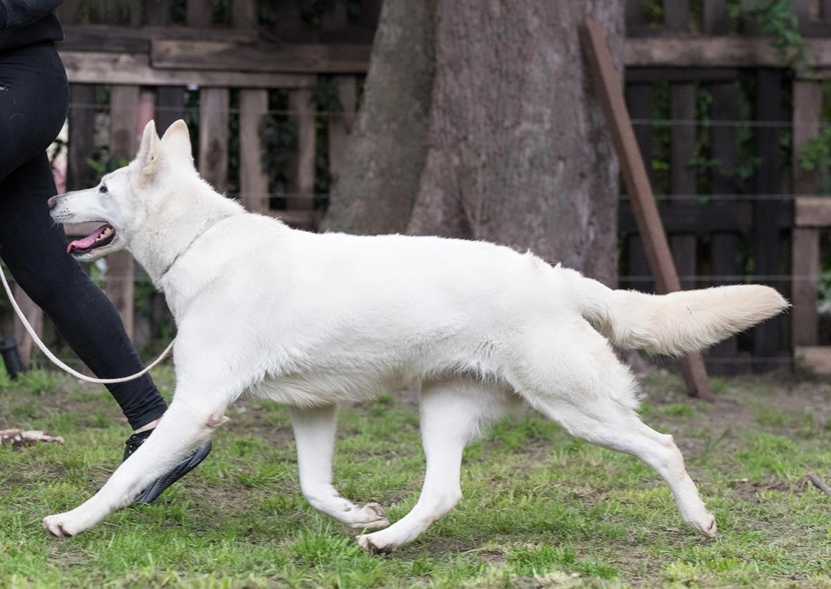 Valkiria de Alkina | White Swiss Shepherd Dog 