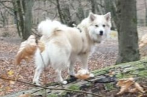 Inni-Leiri aus Vinkona | Icelandic Sheepdog 