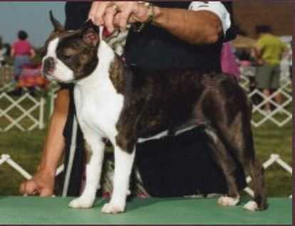 Motif's Mademoiselle Isabelle | Boston Terrier 