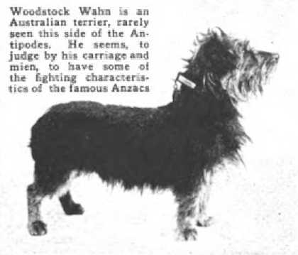 Woodstock Wahn (~1918) | Australian Terrier 