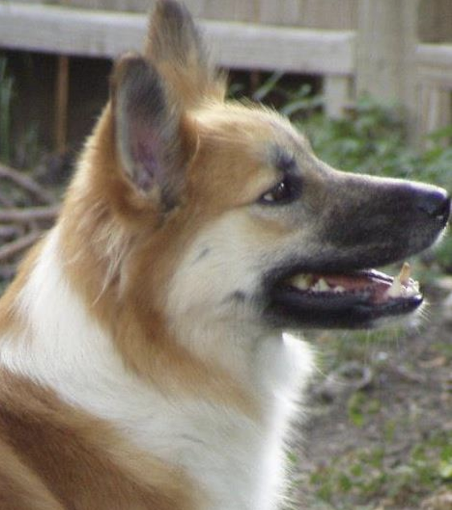 McEremons Sonnet for The Rose | Icelandic Sheepdog 