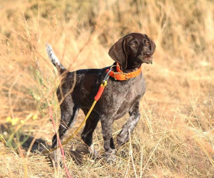 BHULISA STORMBERG | German Shorthaired Pointer 