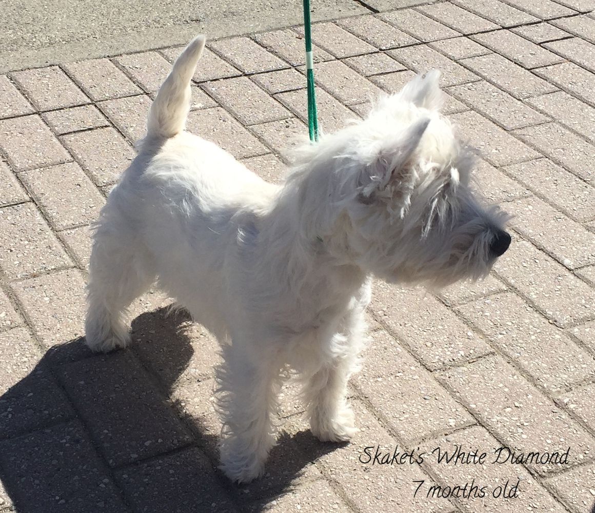 Skaket's White Diamond | West Highland White Terrier 