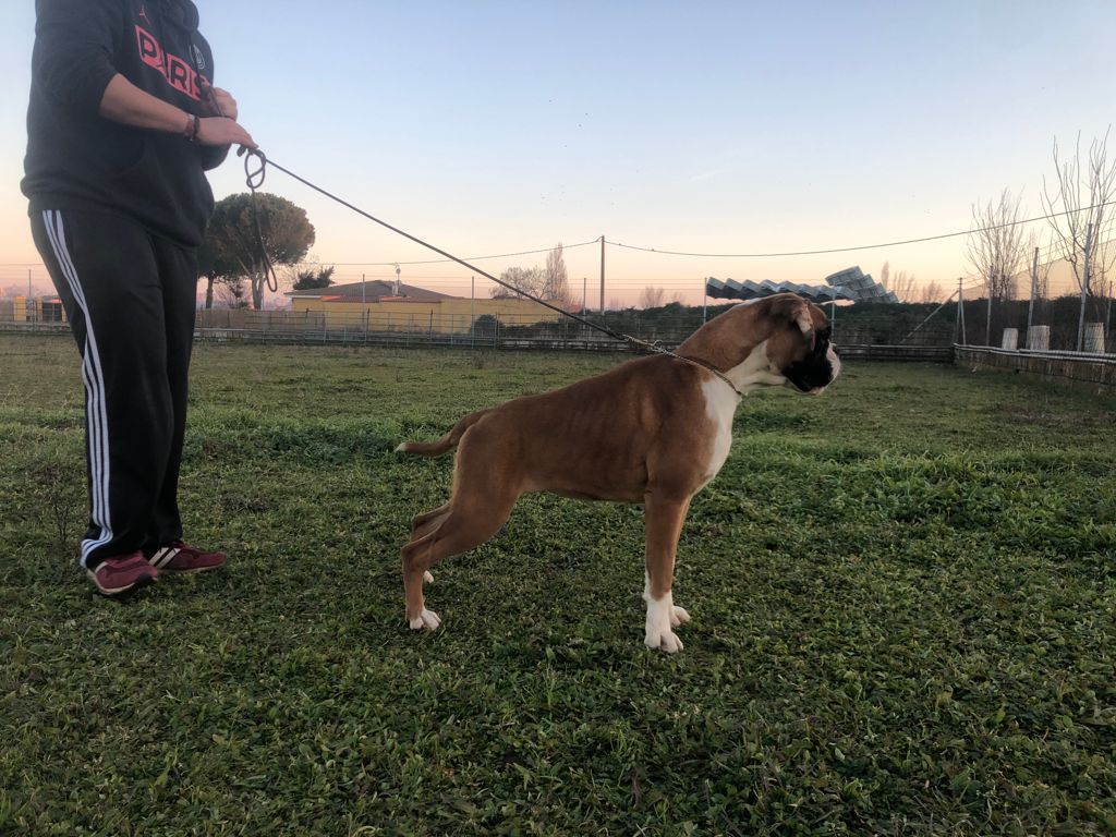Ibiza de la Atalaya de ebora | Boxer 