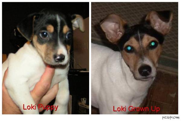 Painted Hill's Loki | Rat Terrier 