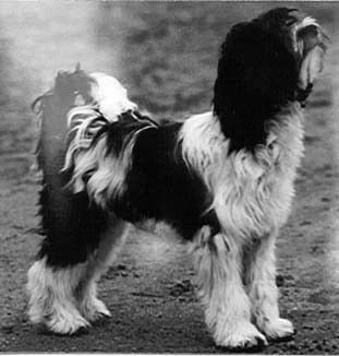 HOTANG GARUDA-LAMLEH | Tibetan Terrier 