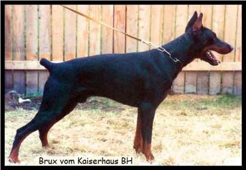Brux v. Kaiserhaus | Black Doberman Pinscher