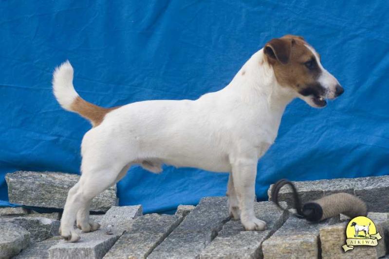 Dorjack Jim Kerry | Jack Russell Terrier 