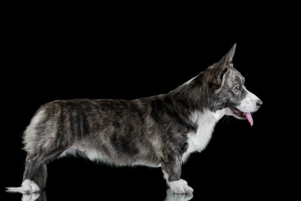 Vogie Tail Gertz | Cardigan Welsh Corgi 