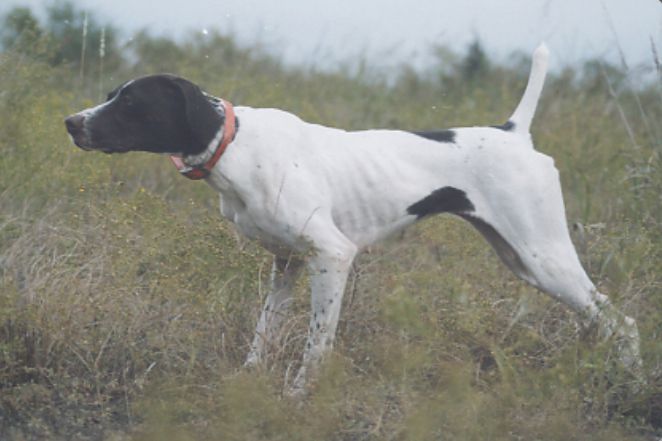 Eshod Daisy Duke VK | German Shorthaired Pointer 