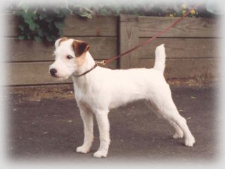 Fox Run Last Chance | Jack Russell Terrier 