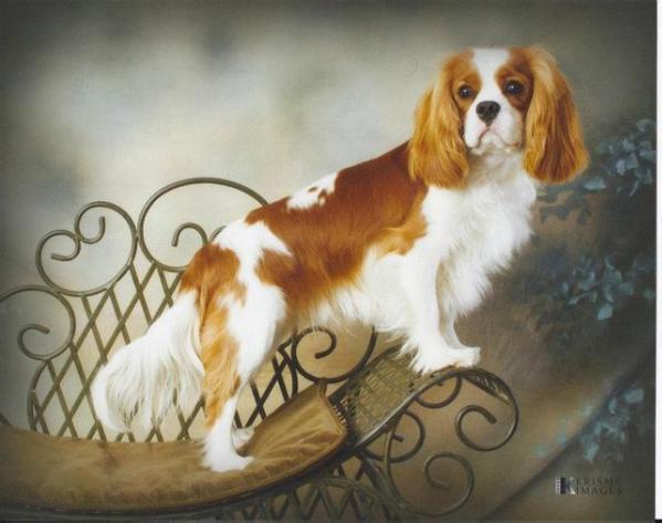 Kinmar Make Me Believe At Countrymanor | Cavalier King Charles Spaniel 