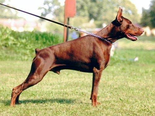 Imidz Dobrinja Valjur Land | Brown Doberman Pinscher