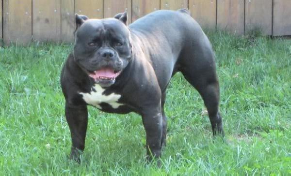 SLT's Zoey of Nyga's | Olde English Bulldogge 