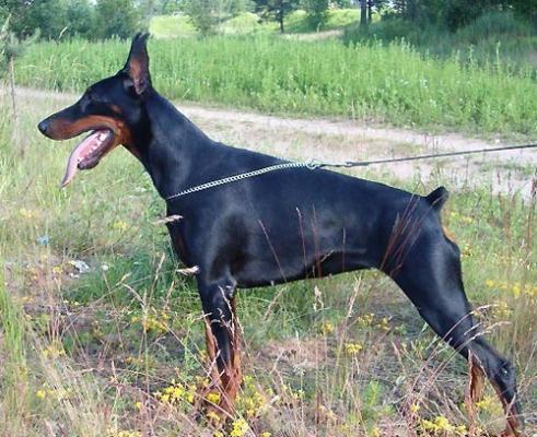 Imidz Galaxy Great | Black Doberman Pinscher