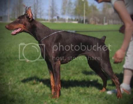 Imidz Pheba Great | Brown Doberman Pinscher