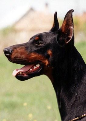 Tahi-Réme Lora | Black Doberman Pinscher