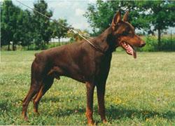 Akron King of Darkness | Brown Doberman Pinscher