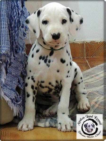 Rosalie of Avalon Land | Dalmatian 