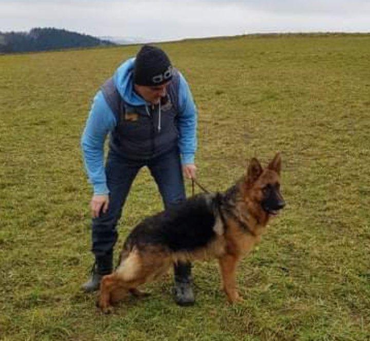 POKER Diavoli di Fuoco | German Shepherd Dog 