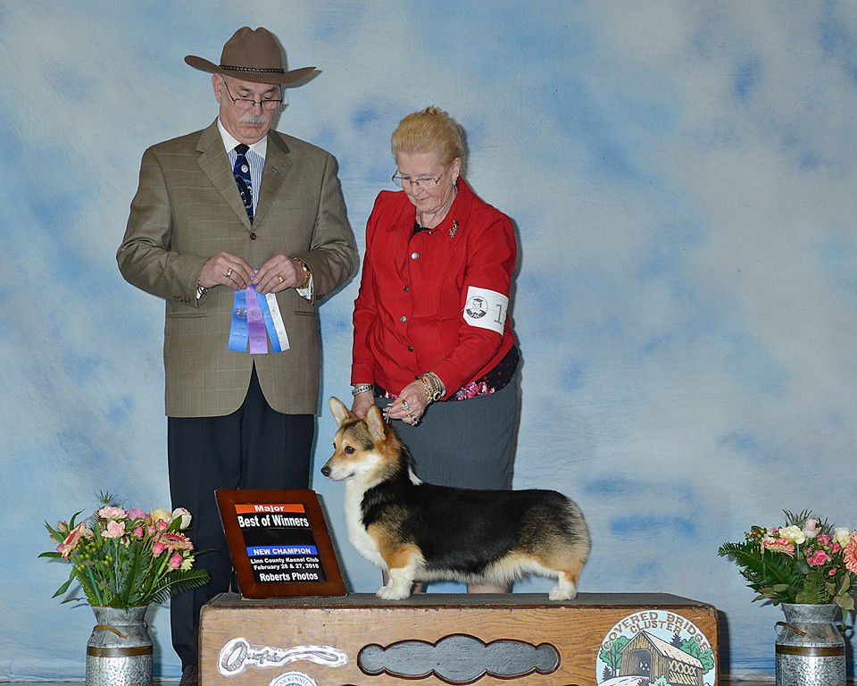 Amsburgs Own Raven | Pembroke Welsh Corgi 