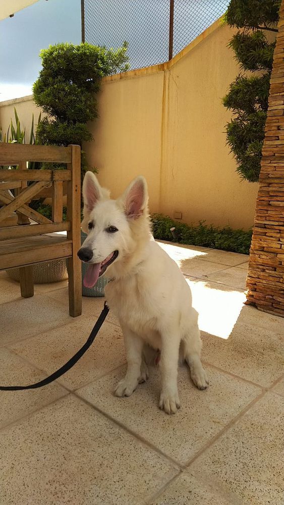 Clark aus Fontschweizer | White Swiss Shepherd Dog 