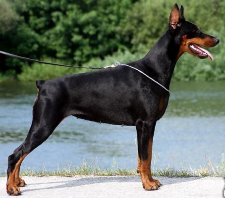 Come As You Are Tiffany | Black Doberman Pinscher