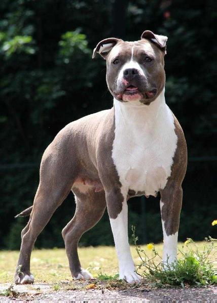 Daydreamer's Kiss Me Quick | American Staffordshire Terrier 