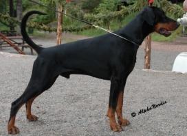 Stroll's Falck | Black Doberman Pinscher