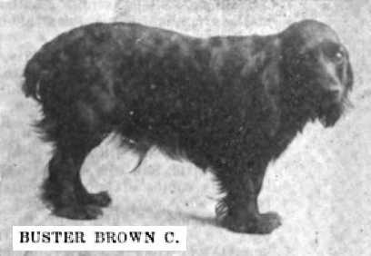 Buster Brown C | English Cocker Spaniel 